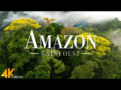 Amazon The Worlds Largest Tropical Rainforest Jungle Sounds Scenic Relaxation