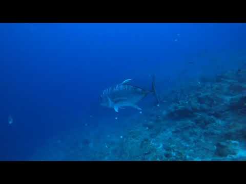 襲来！突如現れたロウニンアジ(沖縄宮古島)