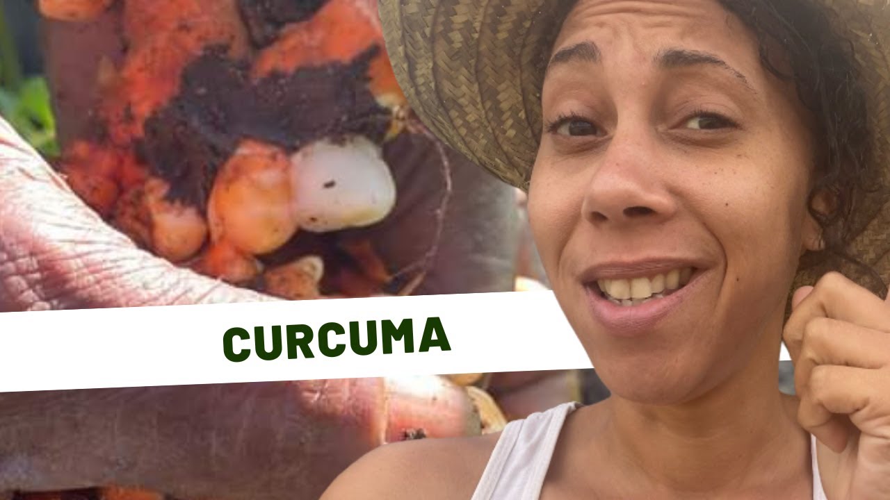 Cameroun : Le Curcuma, une plante médicinale facile à produire