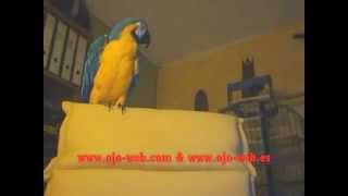 TALKING AND SINGING MACAW.