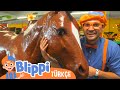 Blippi Orman Hayvanlarını Keşfediyor | Blippi Türkçe - Çocuklar için eğitici videolar