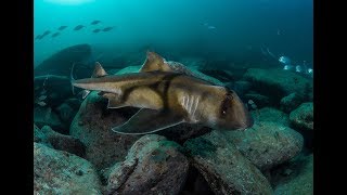 Port Jackson Shark | Animal Analysis | It's Wild Out There!