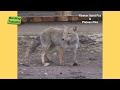 Tibetan Fox and Plateau Pika