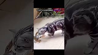 💀 CAT'S LIGHTNING REFLEX ⚡🐱 (Wait For It!) #shorts #cat #viralvideo