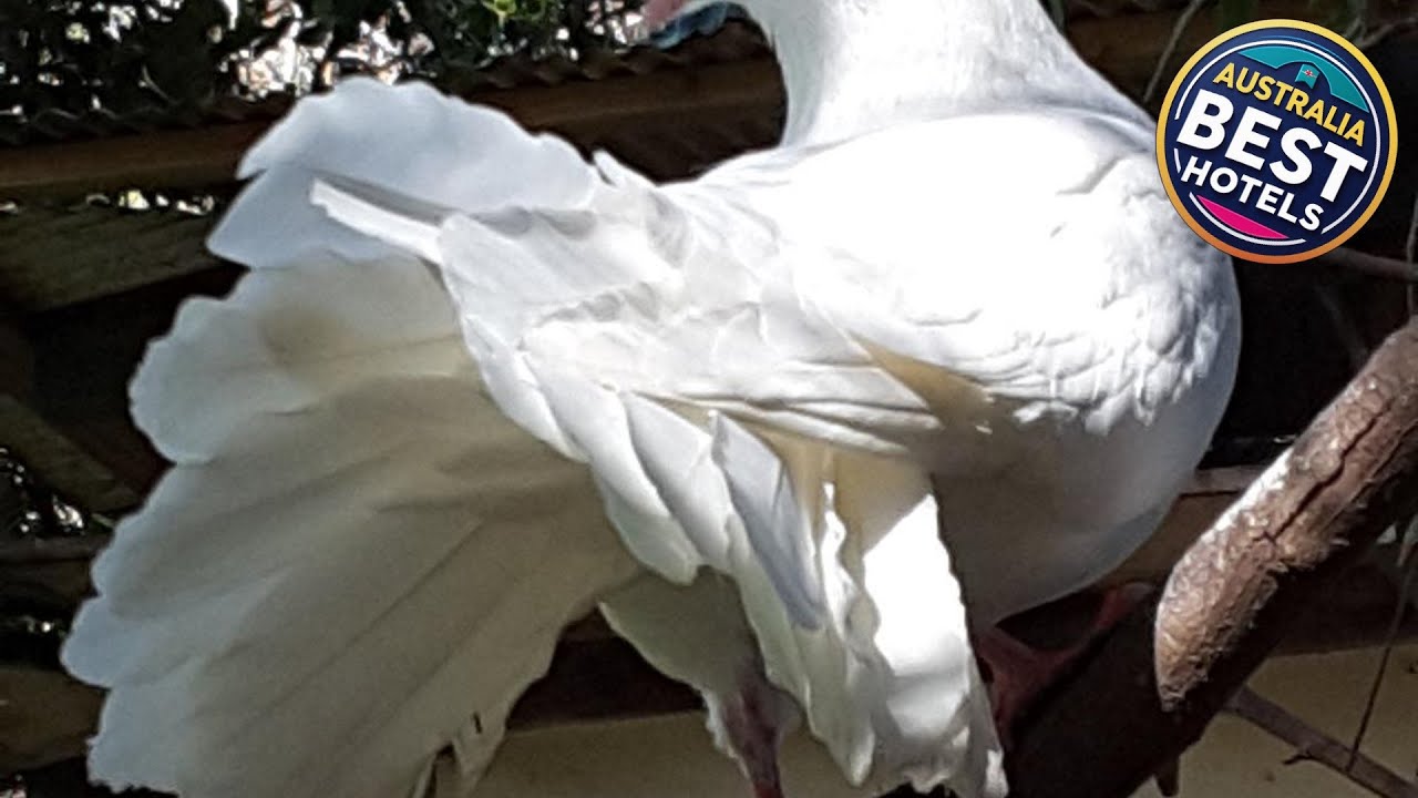 The Dove Cote | Barossa Valley, Australia | Hotel Review 🏨