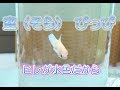 新しい仲間【ぴっぴ ３世】闘魚ベタ☆スカイブルー（メス）