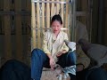100公里訓放，一路陰雨連天，飛的太艱難了 #賽鴿 #鴿舍