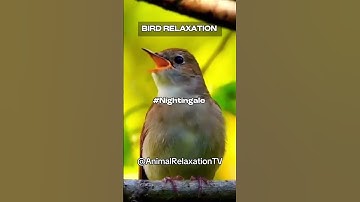The most amazing bird song from the singing Nightingale #shorts #birds