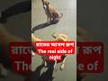 caught on camera | straydogs having a night party🐕 #shorts