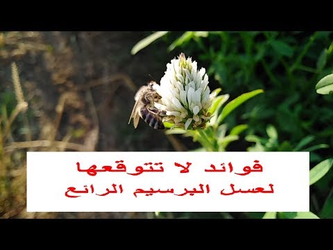 فيديو: زهرة البرسيم