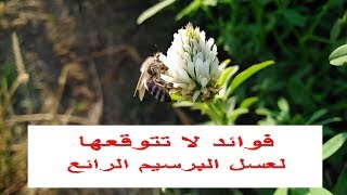 رعي النحل على زهرة البرسيم وفوائد عسل البرسيم