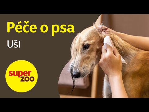 Péče o psa: Uši | Super zoo