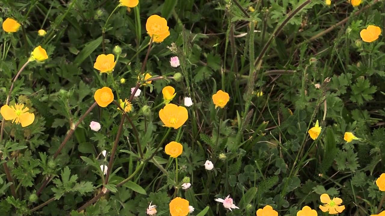 Ranunculus acris - Butterblume, Hahnenfuß, Buttercup - YouTube