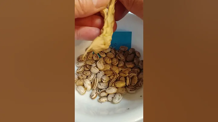 Appalachian Sue Bean