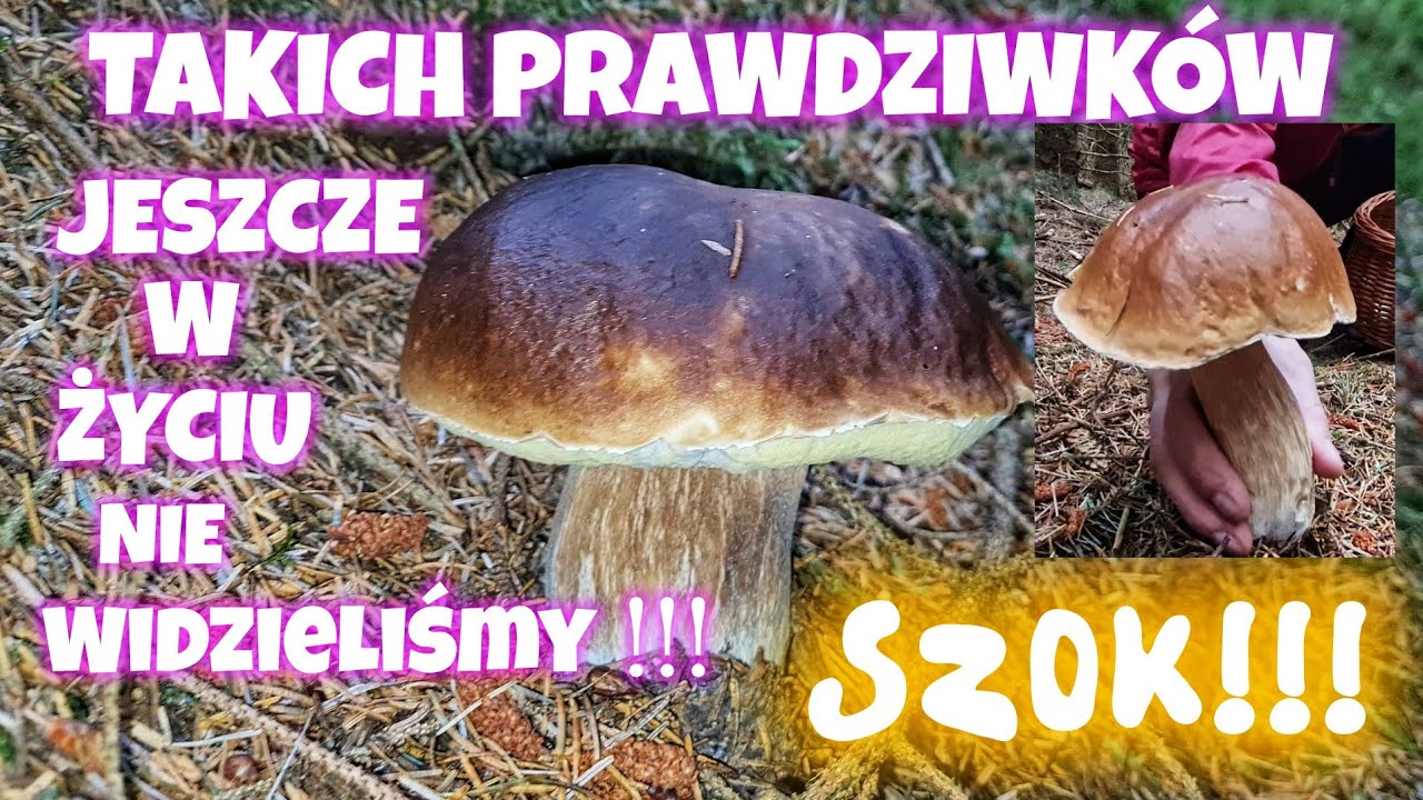 SZOK JAKIE PRAWDZIWKI (BOROWIKI)!!! GRZYBOBRANIE 2024 WRZESIEŃ