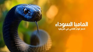 المامبا السوداء من أخطر الأفاعي السامة الموجودة في براري افريقيا | كويست عربية Quest Arabiya