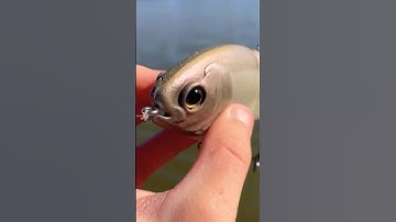 This Swimbait Cost $180…