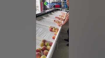 Peach sorting line,selezionatrice di pesche,Μηχάνημα διαλογής φρούτων,Şeftali sıralama makinesi