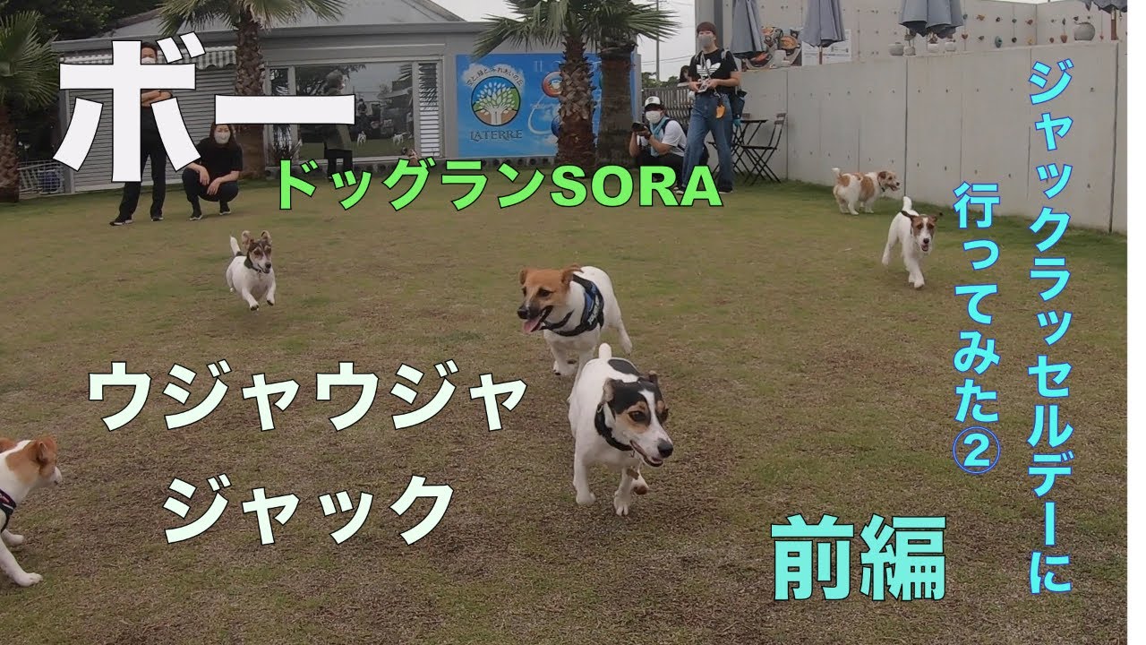 ボーを呼んでみた フルーツキャップかぶせてみました Youtube ボーを呼んでみた フルーツキャップかぶせてみました Youtube