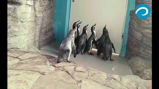 Пингвины и солнечный зайчик
