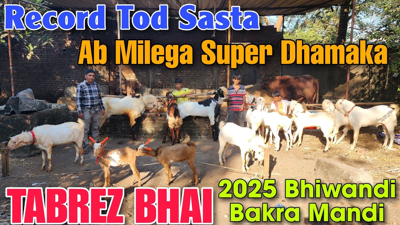 Ab Milega Super Goat Dhamaka At TABREZ BHAI | 2025 Bhiwandi Bakra Mandi 