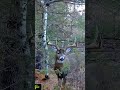 Big Whitetail Buck 🦌 #hunting #whitetail