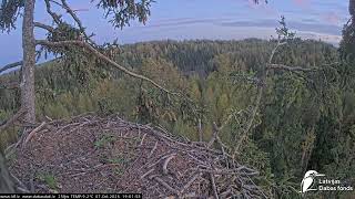 J E20261007 185940CrowsVisitNestTreeTopAndSprRtop