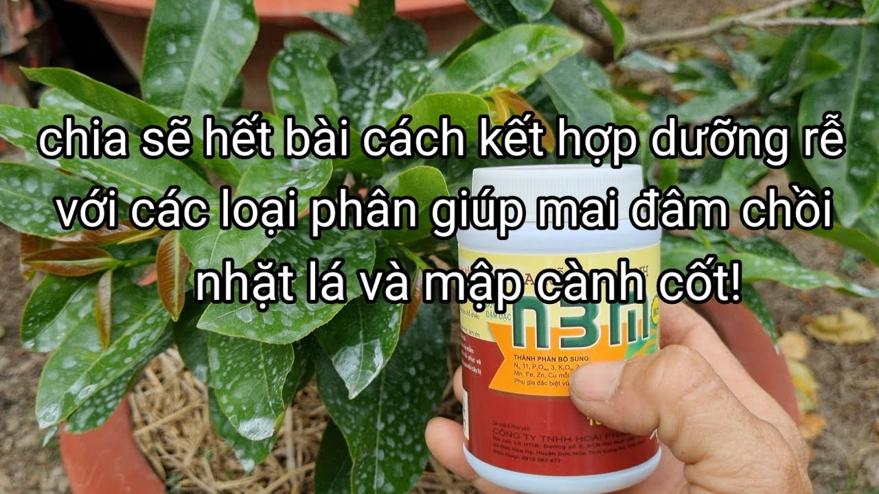 muốn mai đâm chồi lá to dày và mập cành cốt!thì kết hợp dưỡng rễ với phân gì?.