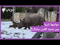 غزال صغير يواجه وحيد قرن في حديقة حيوانات 