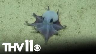 Deep-sea crew discovers new octopus species