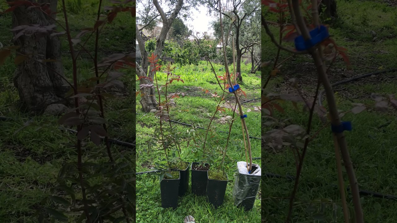 Antep fıstığı yetiştiriciliği-UCB1 Antepfıstığı anacının özellikleri-BÖLÜM 1