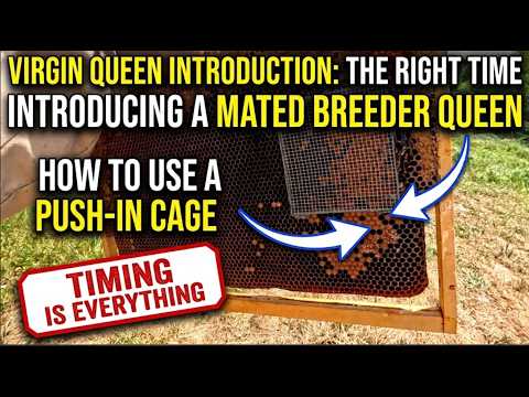 Virgin, Breeder and Mated Queens 💯💥🐝