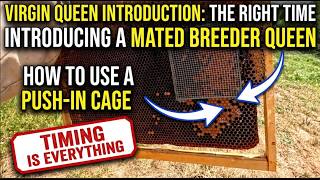 Virgin, Breeder and Mated Queens 💯💥🐝