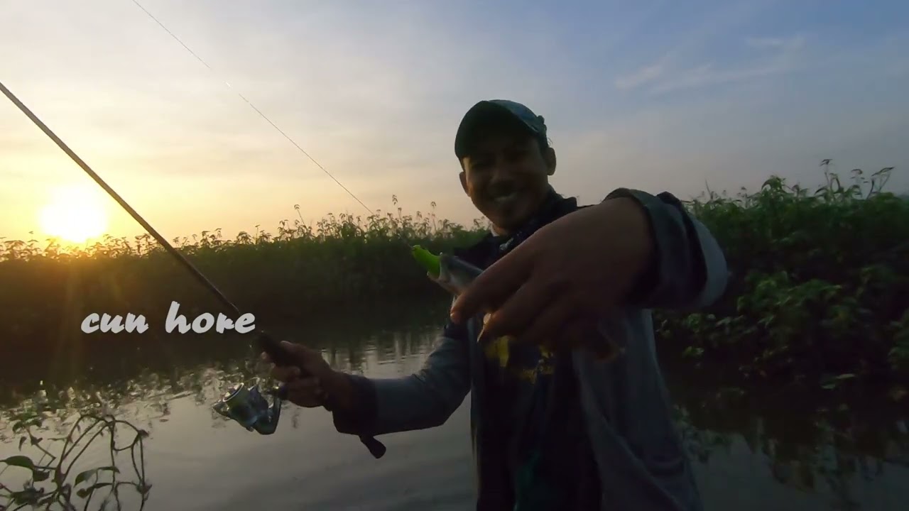 casting kerapu babon