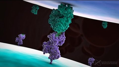 Cytotoxic T cell function