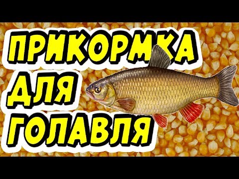 Прикормка для голавля своими руками