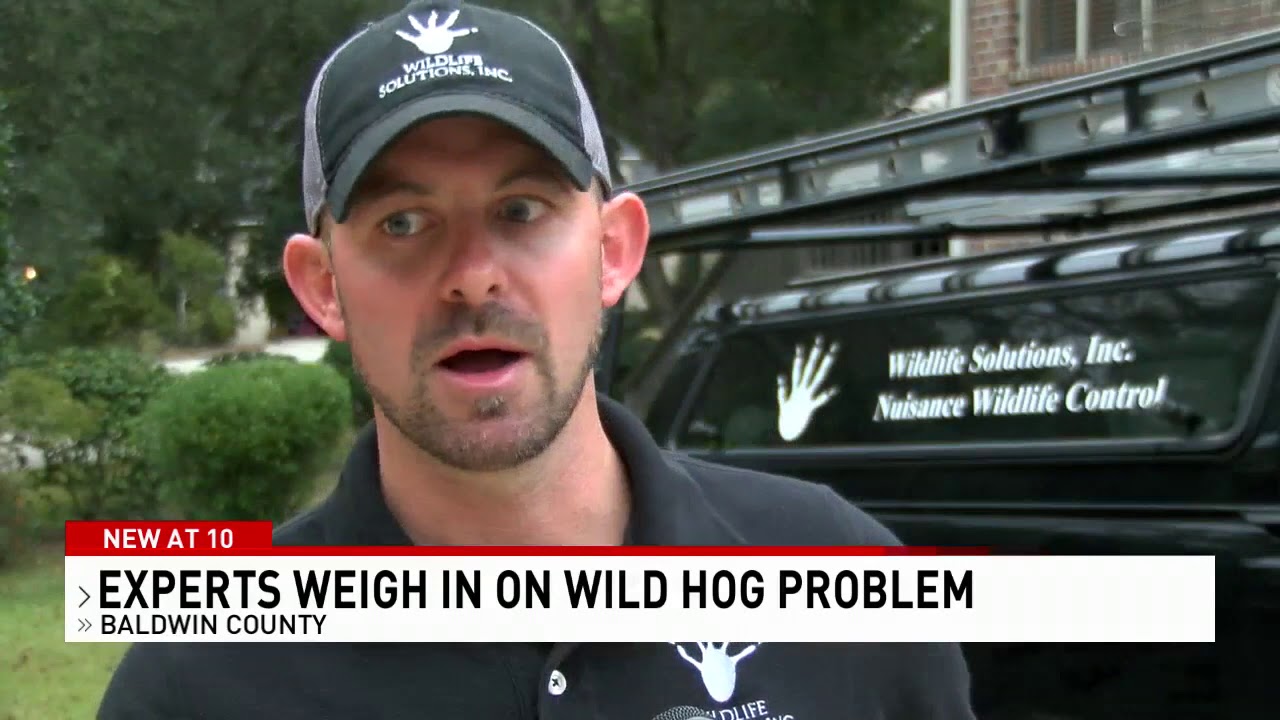 Baldwin County wildlife control experts weigh in after feral hog attack
