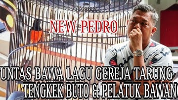 NEW PEDRO // Bawa Isian Gereja Tarung, Tengkek Buto & Pelatuk Bawang, Tuntas... ‼️‼️