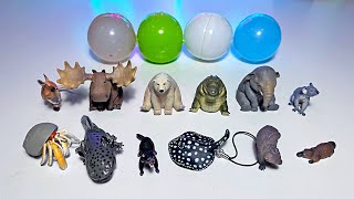 Sea Animals - Hermit Crab, Marble Ray, Axolotl, Polar Bear, Platypus, Elephant, Koala, Moose