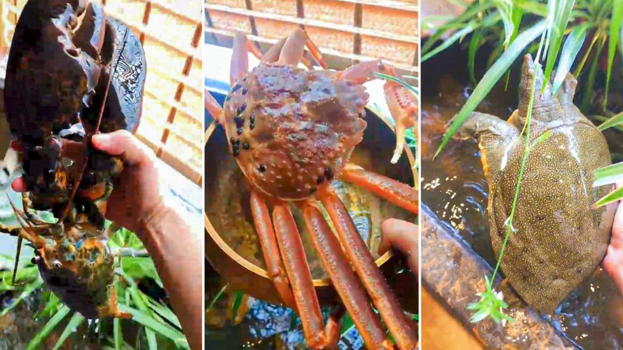 Bể Cá THẦN KỲ và CA CA Tốt Bụng P03 - Tik Tok Trung Quốc || Mochi Food