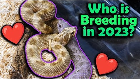 Snake Breeding Plans 2023!