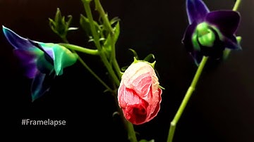 Surprise | Framelapse - Android App