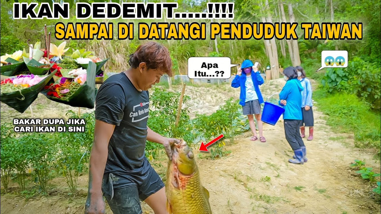 Ikan Dedemit Bakar Dupa Sampai Penduduk Taiwan Datang