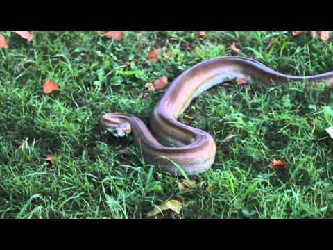 Patternless African Rock Python strikes towards the camera.