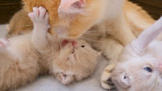 Adorable kitten wants to send words of love to mother cat. I love you so much mom!