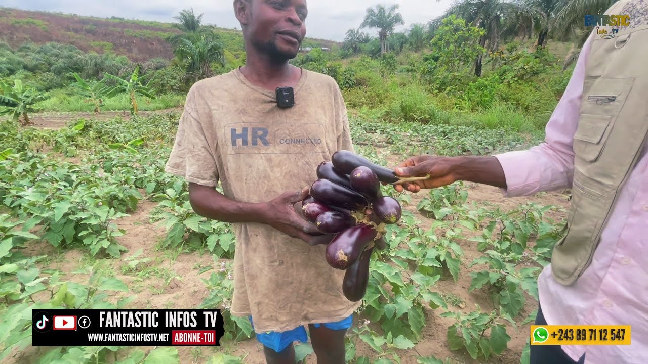 DECOUVERTE LA FERME YAVIVI ( VILLAGE KIMBATA , KONGO CENTRAL )