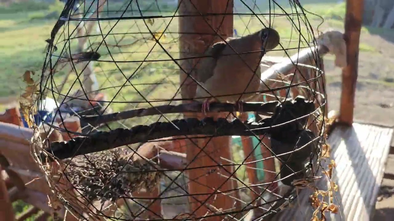 Ganito Ipakain Mo Sa Alaga Mo Para Maging Matapang