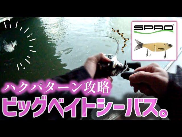 ハクの群にビッグベイトを投げると… - YouTube
