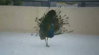 peacock dance at my home.avi