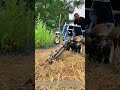 Chain Trenching: Walk-Behind Digger Cuts Uniform Narrow Furrows For Farm Planting